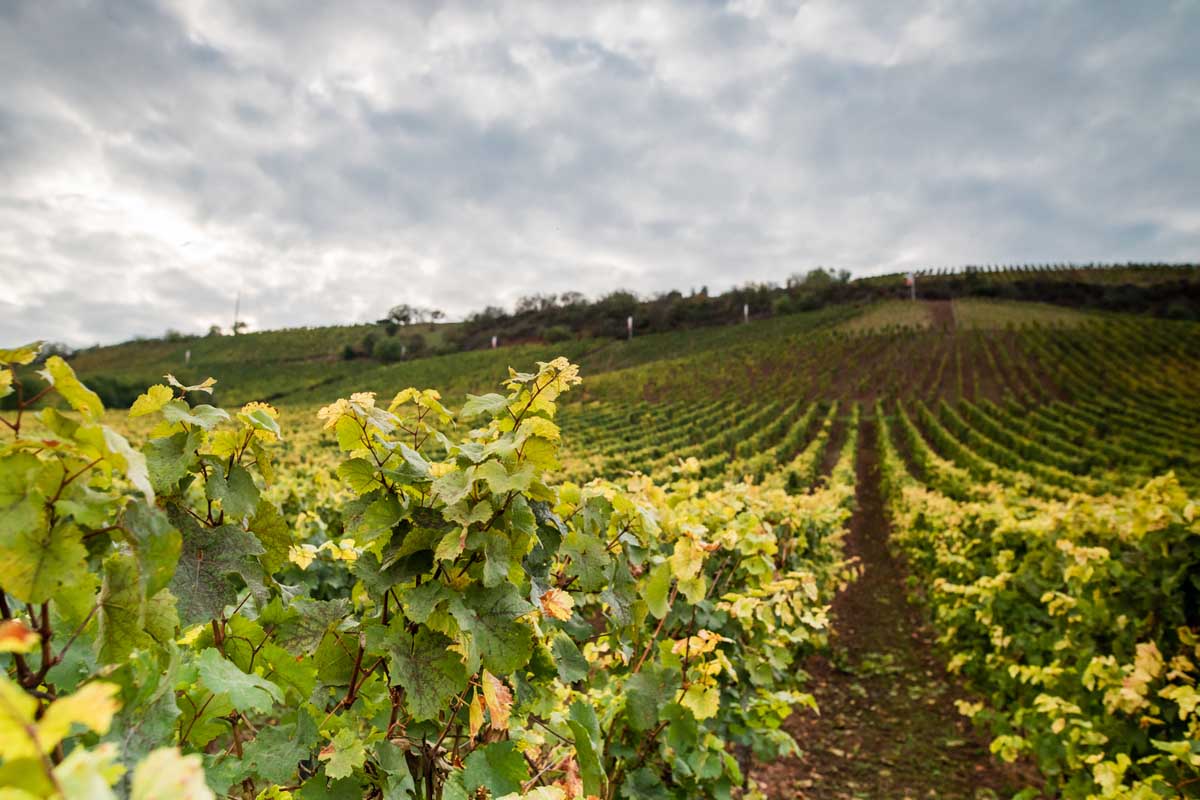 Roter Hang Nierstein Mainz Landschaftsfotografie