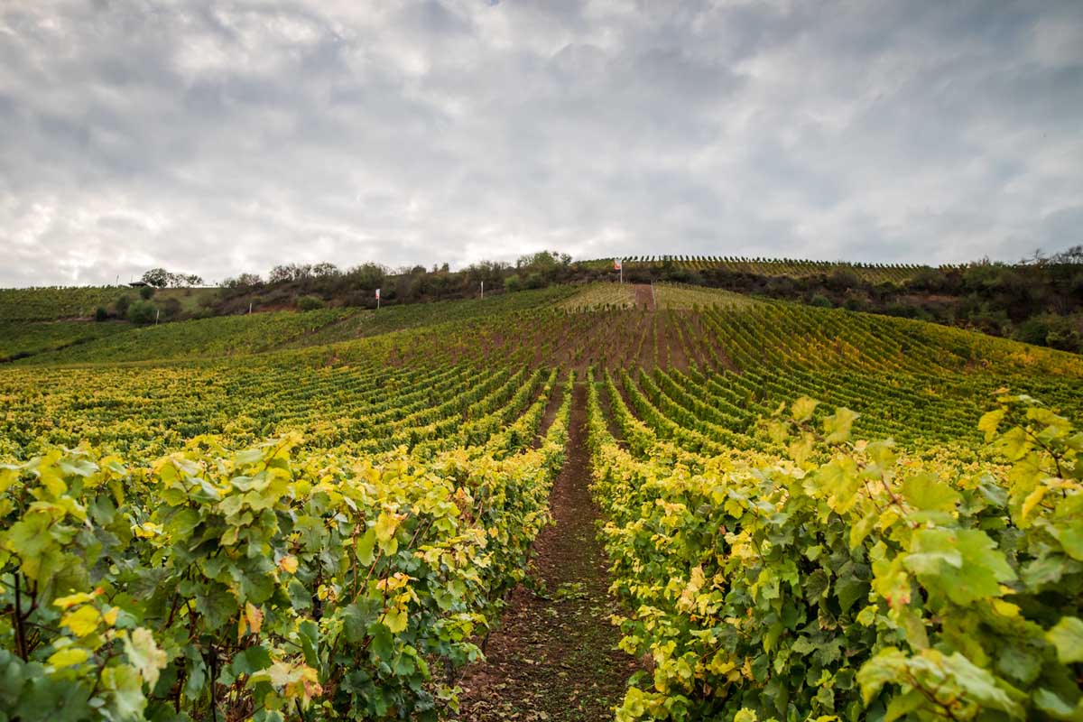 Roter Hang Nierstein Mainz Landschaftsfotografie