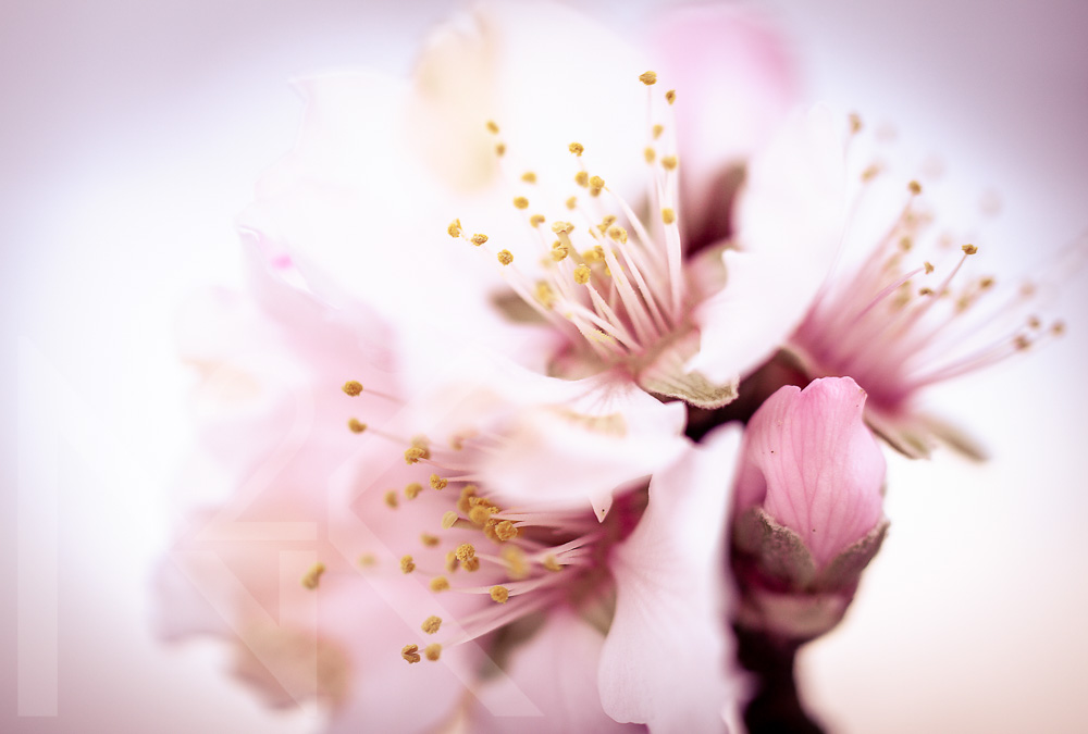 Rosa_Mandelbluete_2_copyright