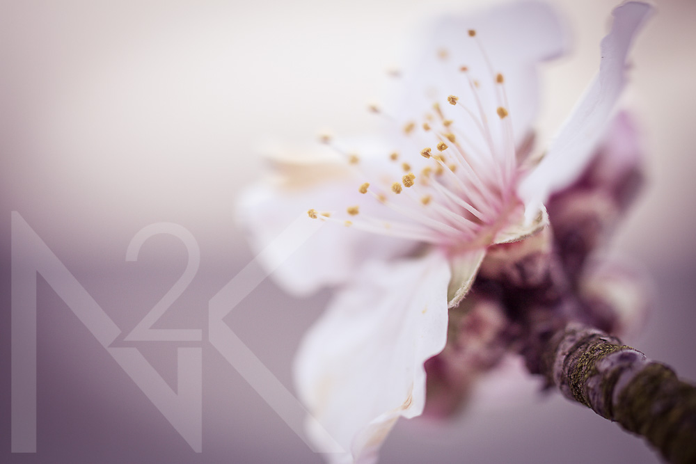 Rosa_Mandelbluete_copyright